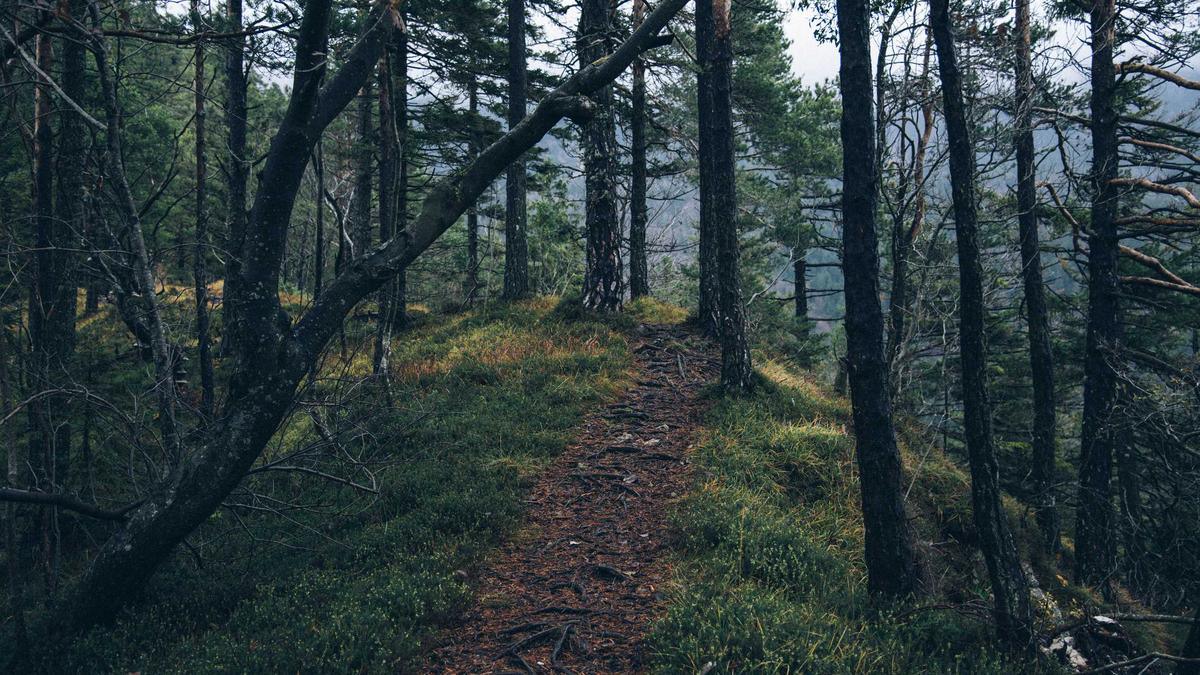 Massivholztisch Selber Bauen Detailansicht: Massivholztisch Selber Bauen
